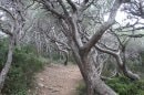 sentier du littoral : en gris et vert